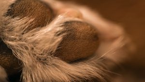 Detailed macro shot of a cat's paw showcasing soft fur and texture for cozy feel.